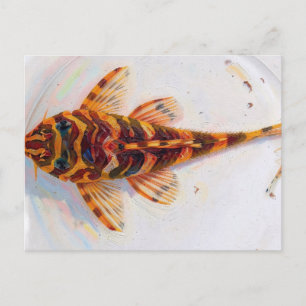 L134 pleco leopard frog  postcard