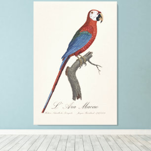 L' Ara Macao / Red and green Macaw Canvas Print