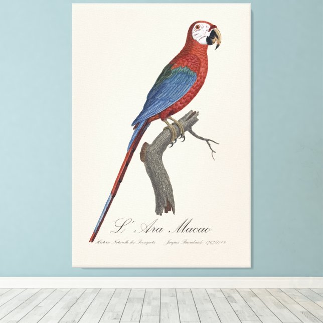 L' Ara Macao / Red and green Macaw  Canvas Print (Insitu(Wood Floor))