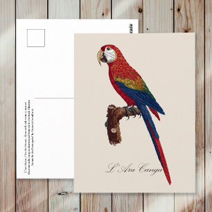 L' Ara Macao / Scarlet Macaw  Postcard