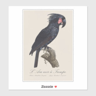 L' Ara Noir a Trompe / Palm Cockatoo