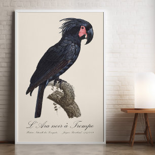 L' Ara Noir a Trompe / Palm Cockatoo Photo Print