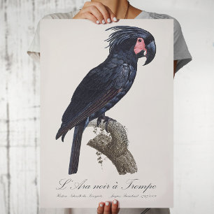 L' Ara Noir a Trompe / Palm Cockatoo Poster