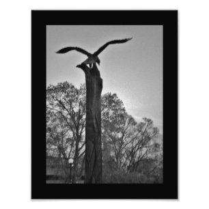 La Crosse Eagle Photo Print