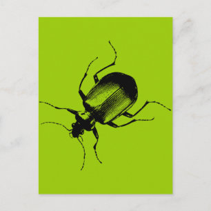 La Cucaracha Postcard