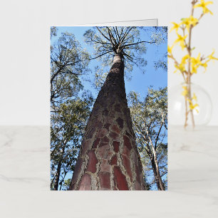 La Gerche Ponderosa Pine Blank Greeting Card