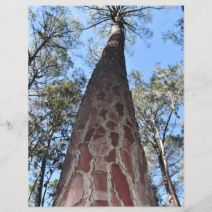 La Gerche Ponderosa Pine Paper Sheet