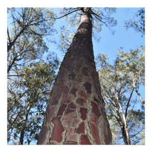 La Gerche Ponderosa Pine Photo Enlargement Print