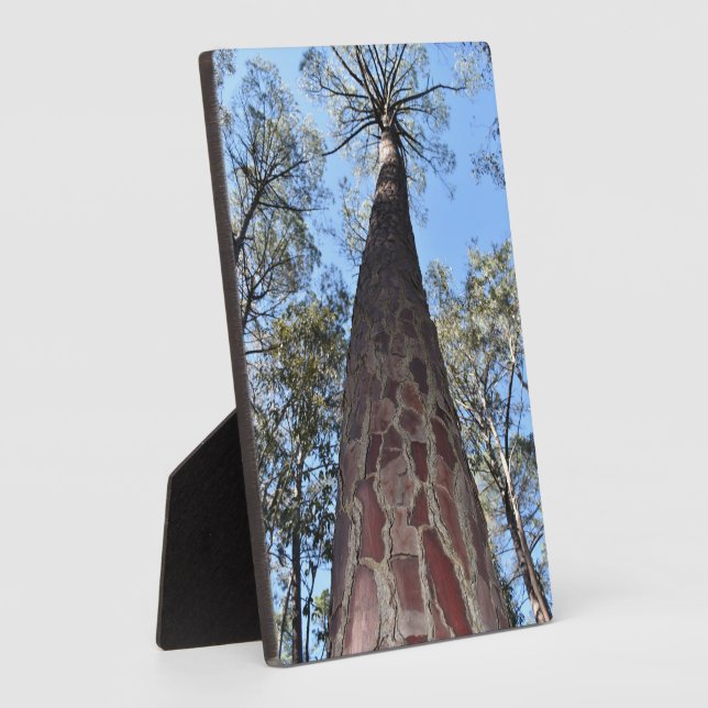 La Gerche Ponderosa Pine Photo Plaque (Side)