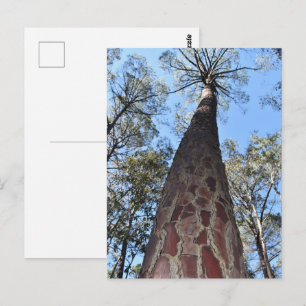 La Gerche Ponderosa Pine Postcard