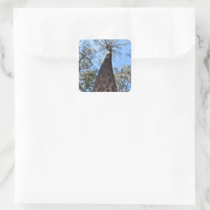 La Gerche Ponderosa Pine Sticker