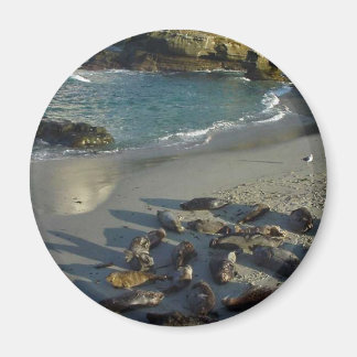 La Jolla Cove Beach Waves Sand Seals Magnet