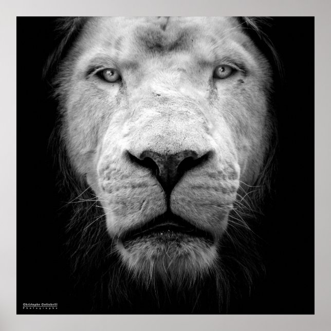 La lion blanc - The white lion Poster (Front)