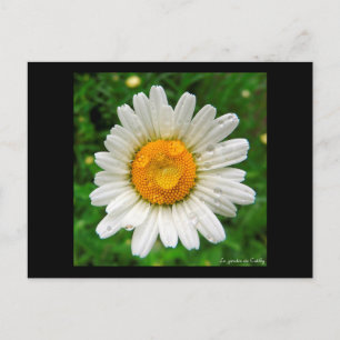 La marguerite postcard