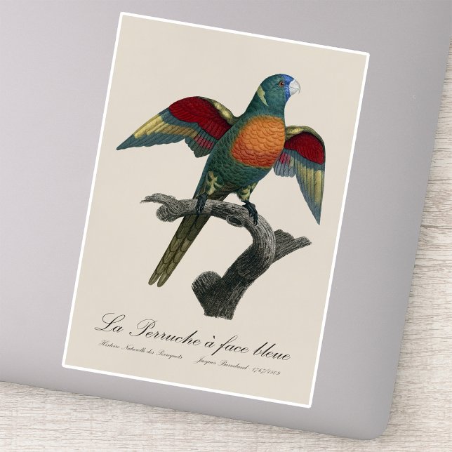 La Perruche a face bleue  (Coconut Lorikeet, Trichoglossus haematodus. Sticker )