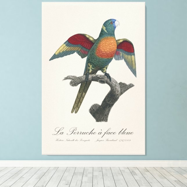 La Perruche a face bleue  Canvas Print (Insitu(Wood Floor))
