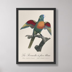 La Perruche a face bleue  Photo Print