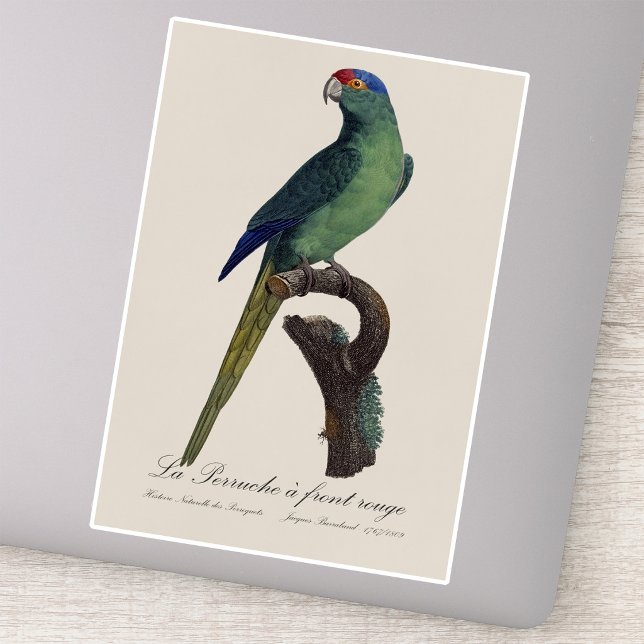 La Perruche a front rouge  (Orange-Fronted Parakeet, Eupsittula Canicularis. Sticker)