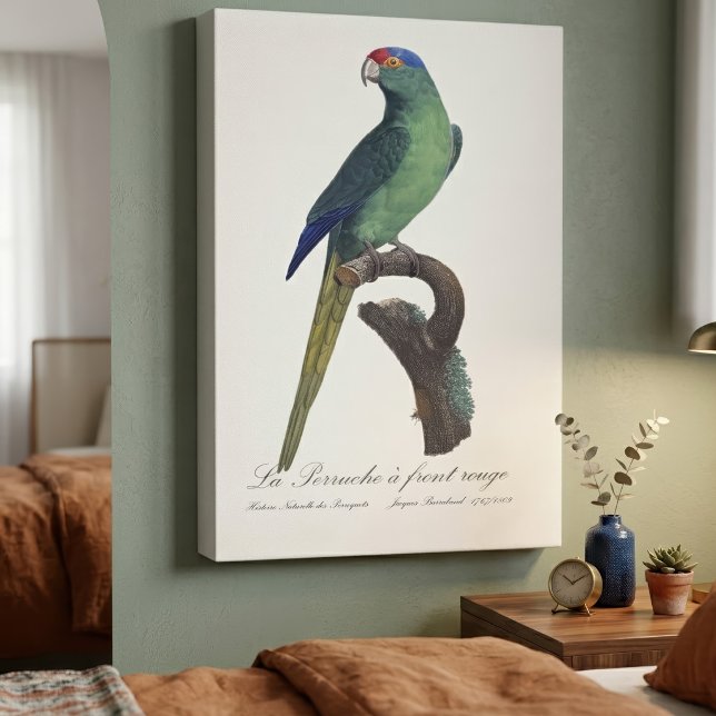 La Perruche a front rouge  Canvas Print (Orange-Fronted Parakeet, Eupsittula Canicularis. Canvas Print)