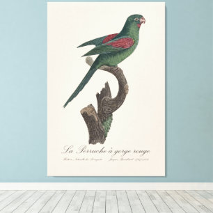 La Perruche a gorge rouge Canvas Print