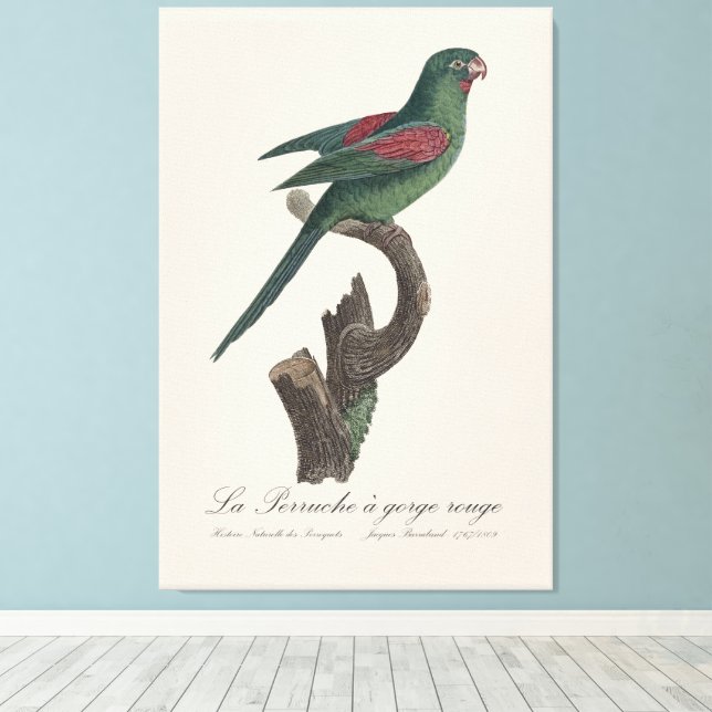 La Perruche a gorge rouge  Canvas Print (Insitu(Wood Floor))