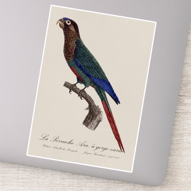 La Perruche Ara, a gorge variee  (The Painted Parakeet, Pyrrhura Picta. Sticker )