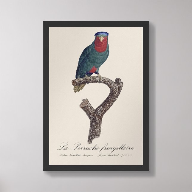 La Perruche fringillaire  Photo Print (Creator Uploaded)