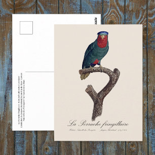 La Perruche fringillaire  Postcard