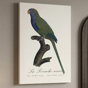 La Perruche souris / Monk Parakeet  Canvas Print