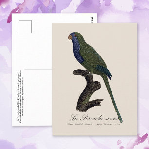 La Perruche souris / Monk Parakeet  Postcard