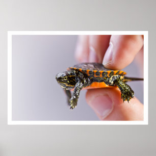 La Petite Tortue Poster