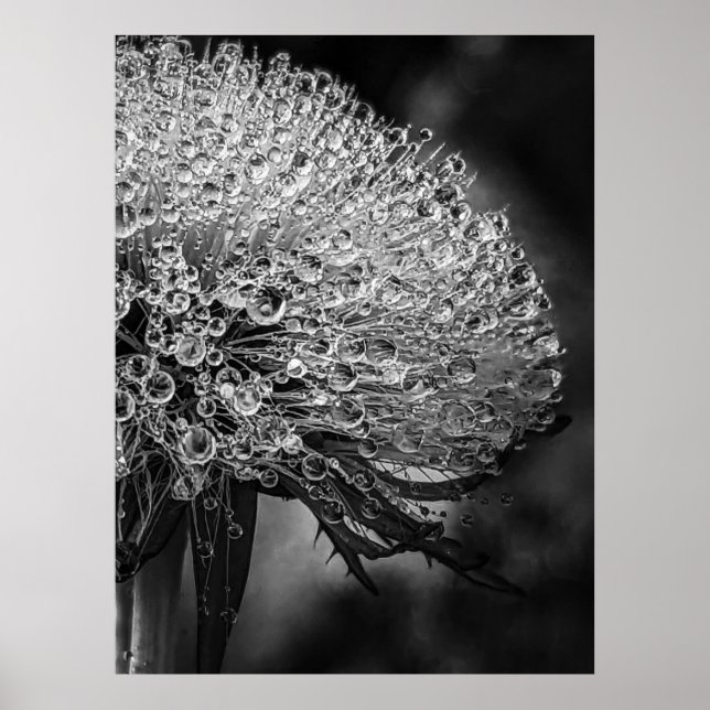La Pluie Noir - Dandelion Poster (Front)