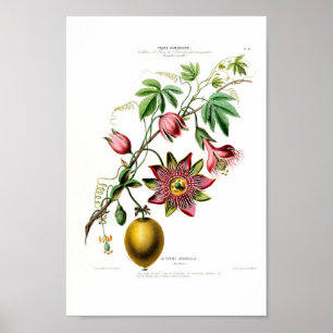 La Pomme Grenadille Pink Floral Vintage Flore D Am Poster