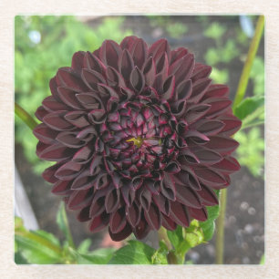 La Recoleta Dahlia, Deep Red Dahlia Flower Glass Coaster