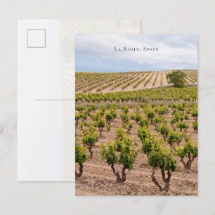 La Rioja, Spain Vineyard Landscape Postcard