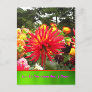 La Tarjeta Postal - Las Dalias Amarillas y Rojas Postcard