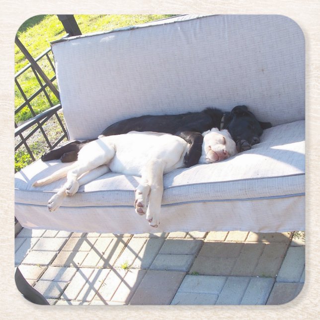 lab group sleeping square paper coaster (Front)