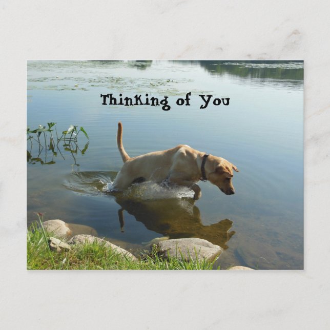 Lab Leaps Thinking of You Postcard (Front)