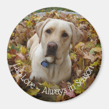 Lab Love ~ Always in Season Magnet