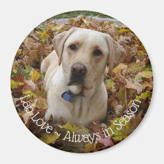 Lab Love ~ Always in Season Magnet