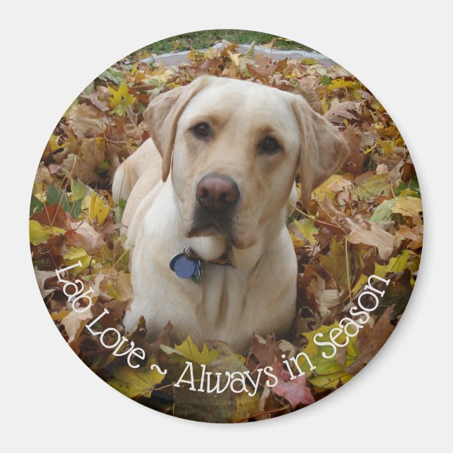 Lab Love ~ Always in Season Magnet (Front)