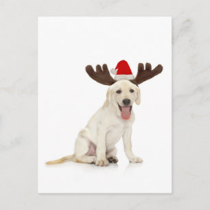 Lab Puppy Wearing Antlers Postcard