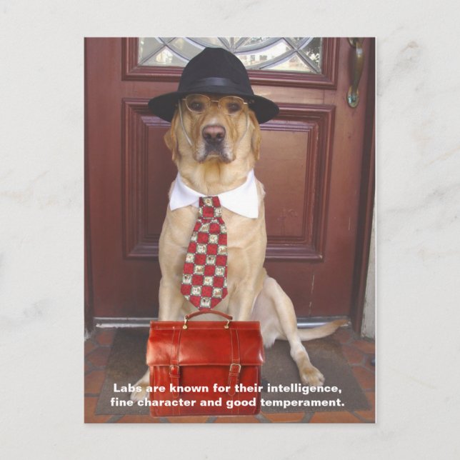Lab Traits - Fine Character Postcard (Front)