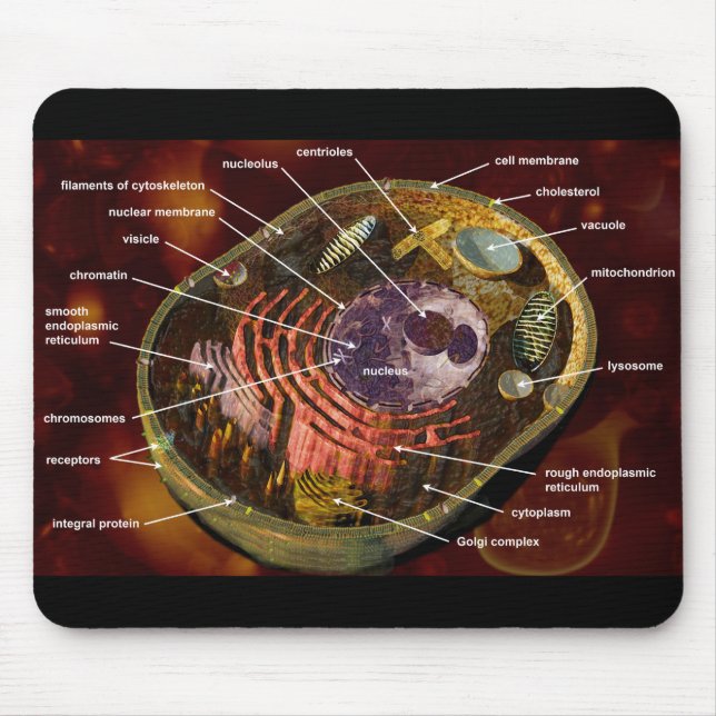 Labelled human cell mouse mat (Front)