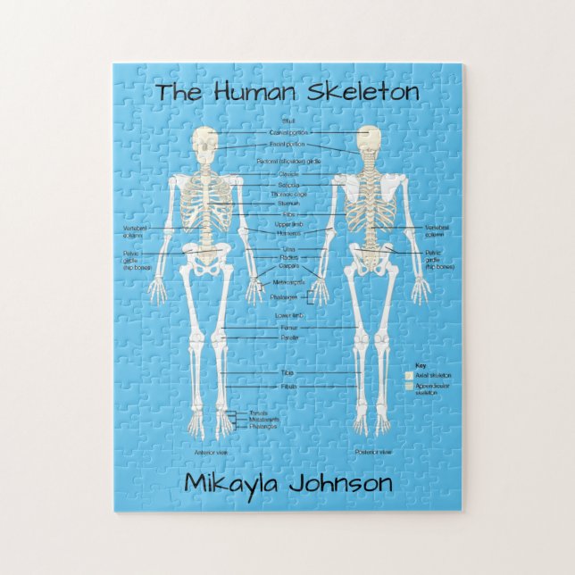 Labelled Human Skeleton Puzzle (Vertical)