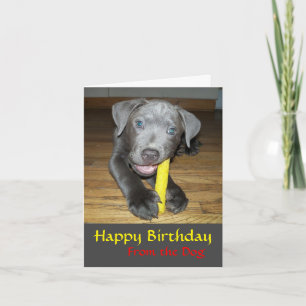 Labrabull Puppy Dog Lover Birthday Card