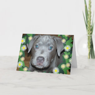 Labrabull Puppy with Flowers / Pet Dog Photo Card