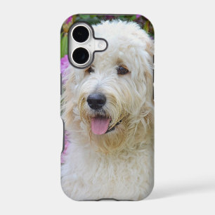 Labradoodle