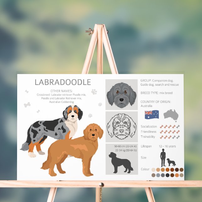 Labradoodle dog mix acrylic sign (Neutral)