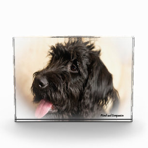 Labradoodle Dog. Photo Block